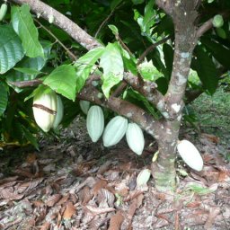 Belize 2011 186
