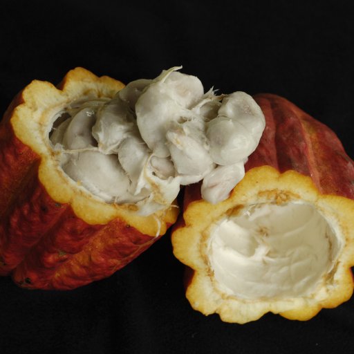Cacao pod