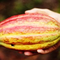 Cacao pod