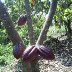 africoco