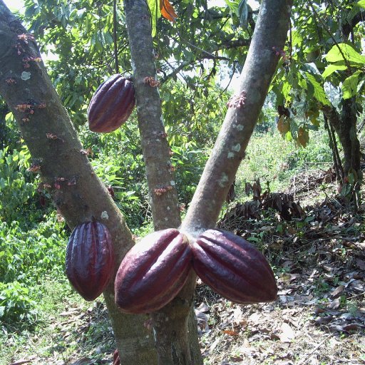 africoco