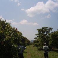 africoco