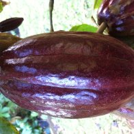 Cacao pods