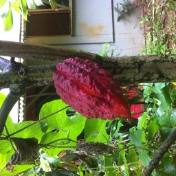 Criollo sub species