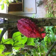 Criollo sub species