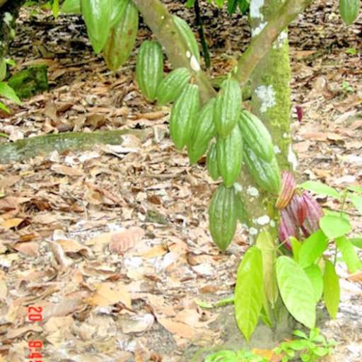 1 Cacau In Development