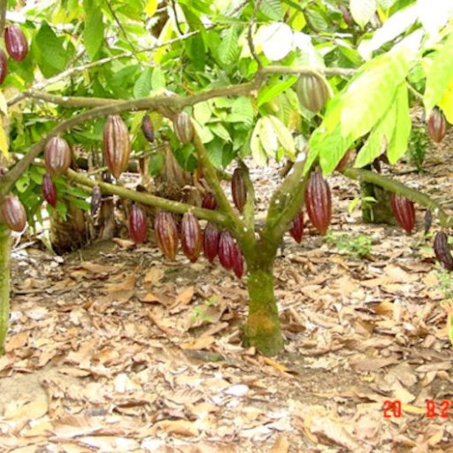 2 Ripened Cacau Pods