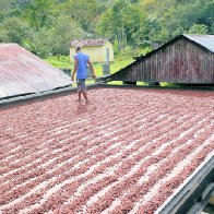 9 Mixing Beans Sun Drying