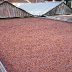 9.1Sun Drying Module