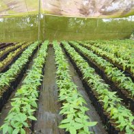 Cacao Nursery