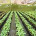 Cacao Nursery