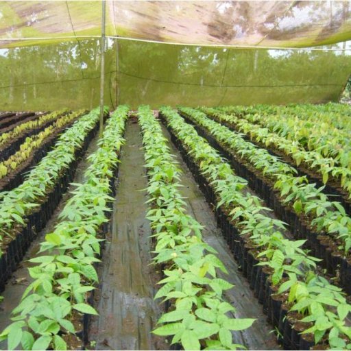 Cacao Nursery