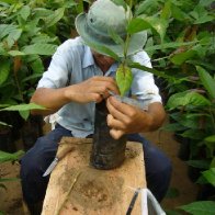 Cacao Grafting