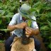 Cacao Grafting