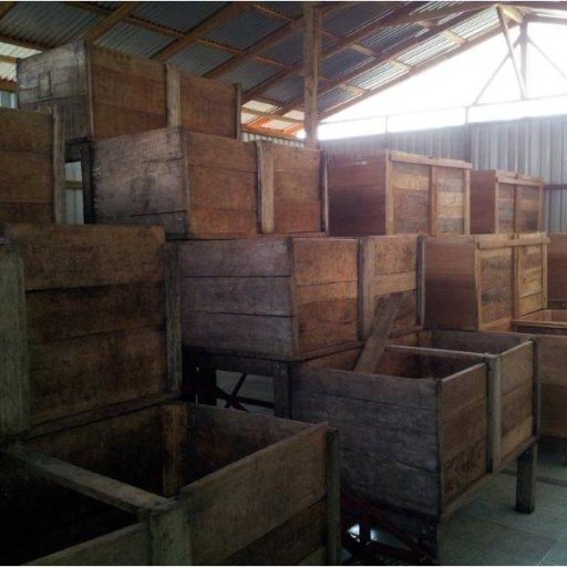 Cacao Fermentation