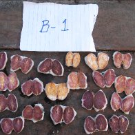 Cacao Fermentation