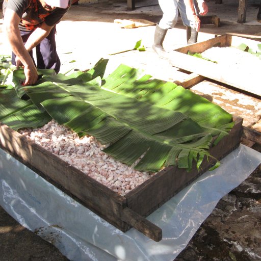 Cacao Fermentation