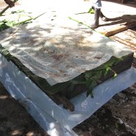 Cacao Fermentation