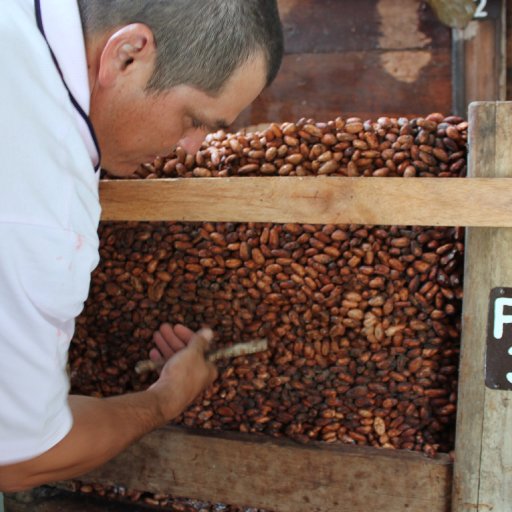 Cacao Fermentation