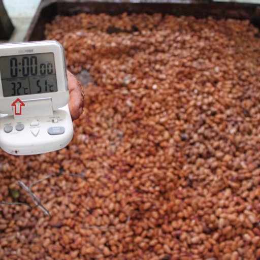 Cacao Fermentation