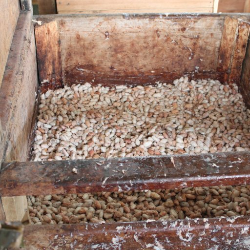 Cacao Fermentation