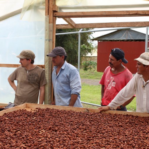 Cacao Fermentation