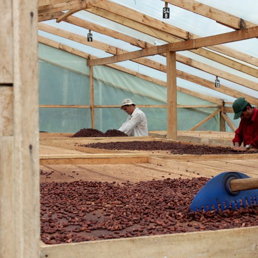 Cacao Fermentation