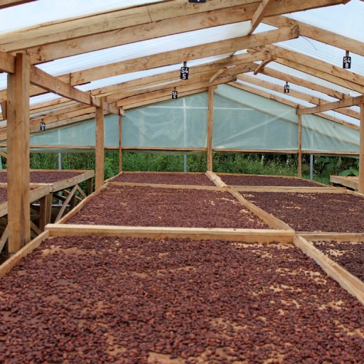 Cacao Fermentation