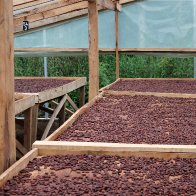 Cacao Fermentation