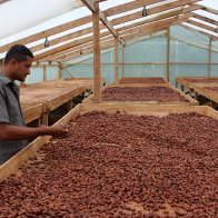Cacao Fermentation