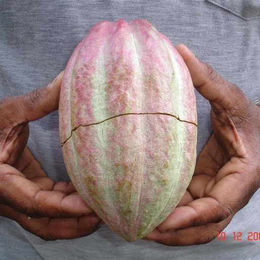 Criollo Lanse Fourmi