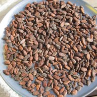 sorting and preparing to roast