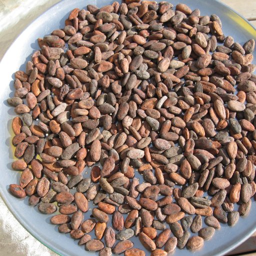 sorting and preparing to roast