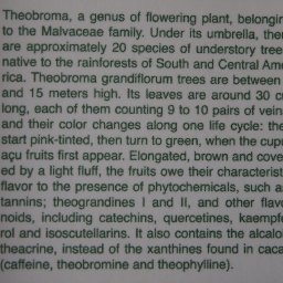 Theobroma Grandiflorum Amma