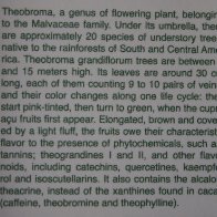 Theobroma Grandiflorum Amma