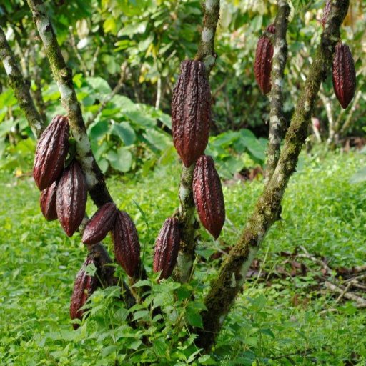 Nahua Costa Rica Cacao Tree 1