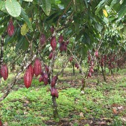 Nahua Costa Rica Cacao Tree 2