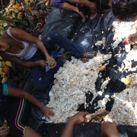 Yaguaraparo - Venezuela