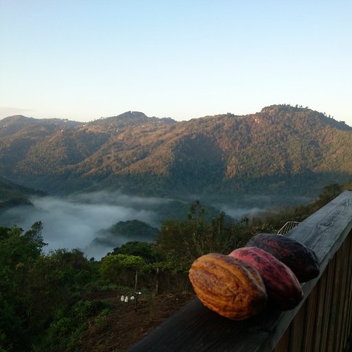 Puerto Rico Cacao