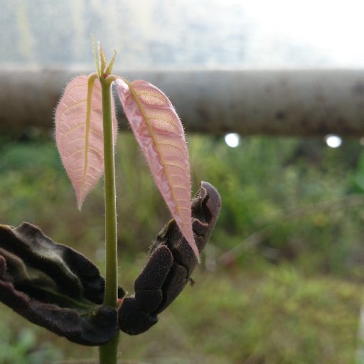 Puerto Rico Cacao