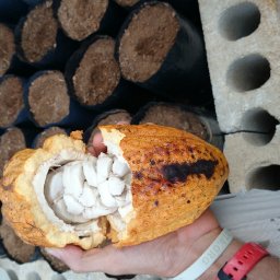 Puerto Rico Cacao
