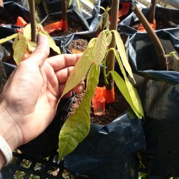 Puerto Rico Cacao