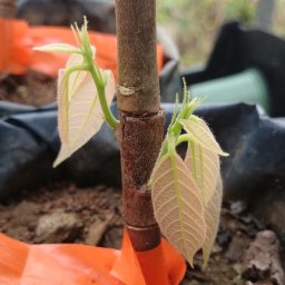 Puerto Rico Cacao