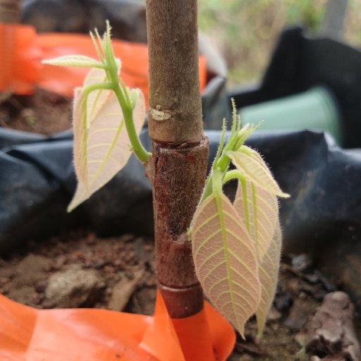 Puerto Rico Cacao