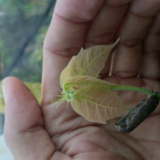 Puerto Rico Cacao