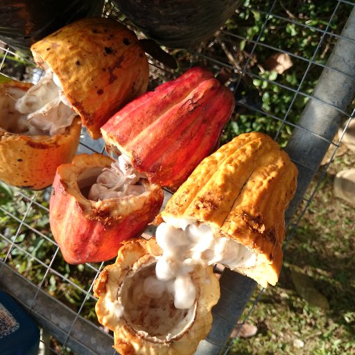 Puerto Rico Cacao