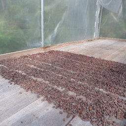 SAM_0014 Beans drying in dryer