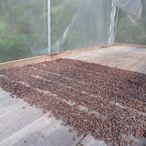 SAM_0014 Beans drying in dryer
