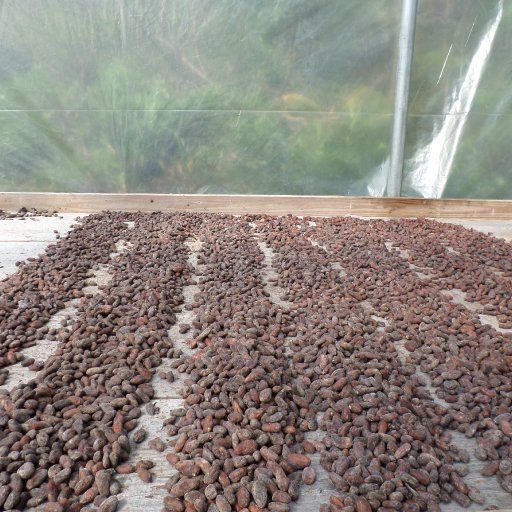 SAM_0015 Beans drying in dryer
