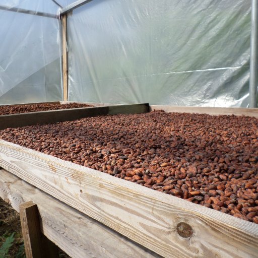 SAM_0098 Cocoa drying on wooden decks